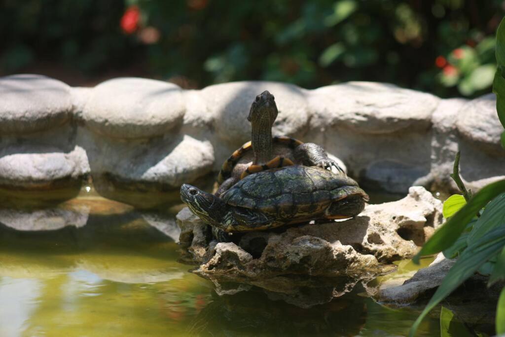 Lush Garden House Near Beaches With Private Pool. Puerto Escondido  Buitenkant foto