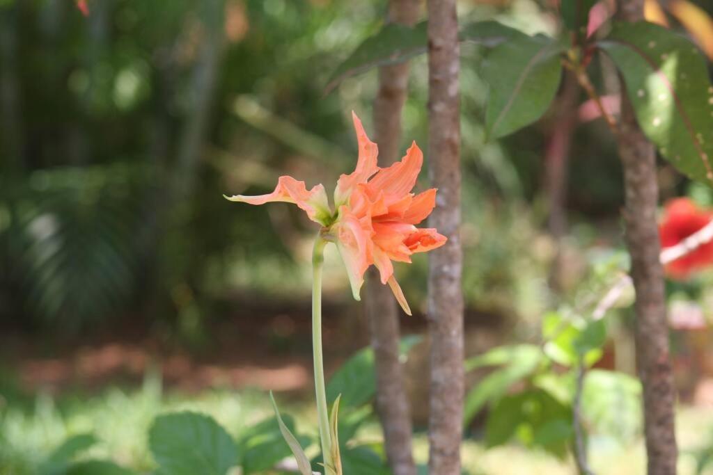 Lush Garden House Near Beaches With Private Pool. Puerto Escondido  Buitenkant foto